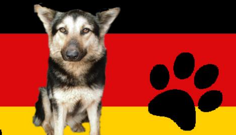 Facebookseite "Hund veroren - gefunden in Deutschland. 