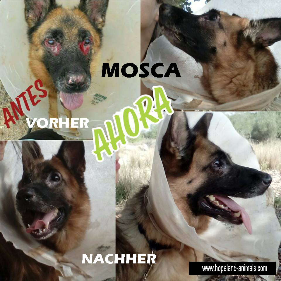 Für Mosca suchen wir noch ein tolles Zuhause. Sie ist noch im Tierheim von Torredembarra. 