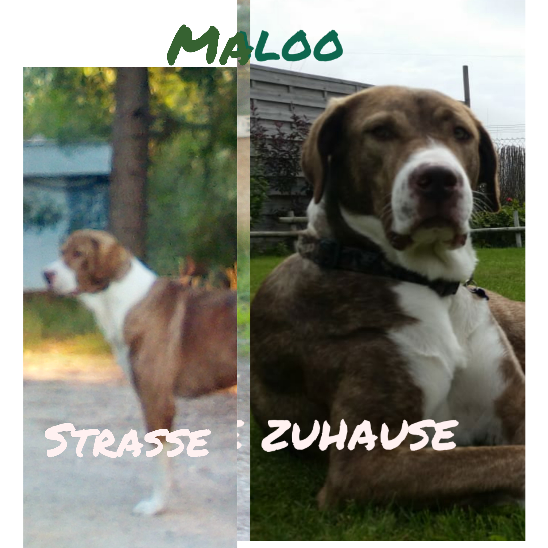 7 Wochen haben wir gebraucht, bis wir Maloo von der Strasse einfangen konnten. Heute lebt er glücklich in einem Zuhause in der Nähe von Potsdam. 
