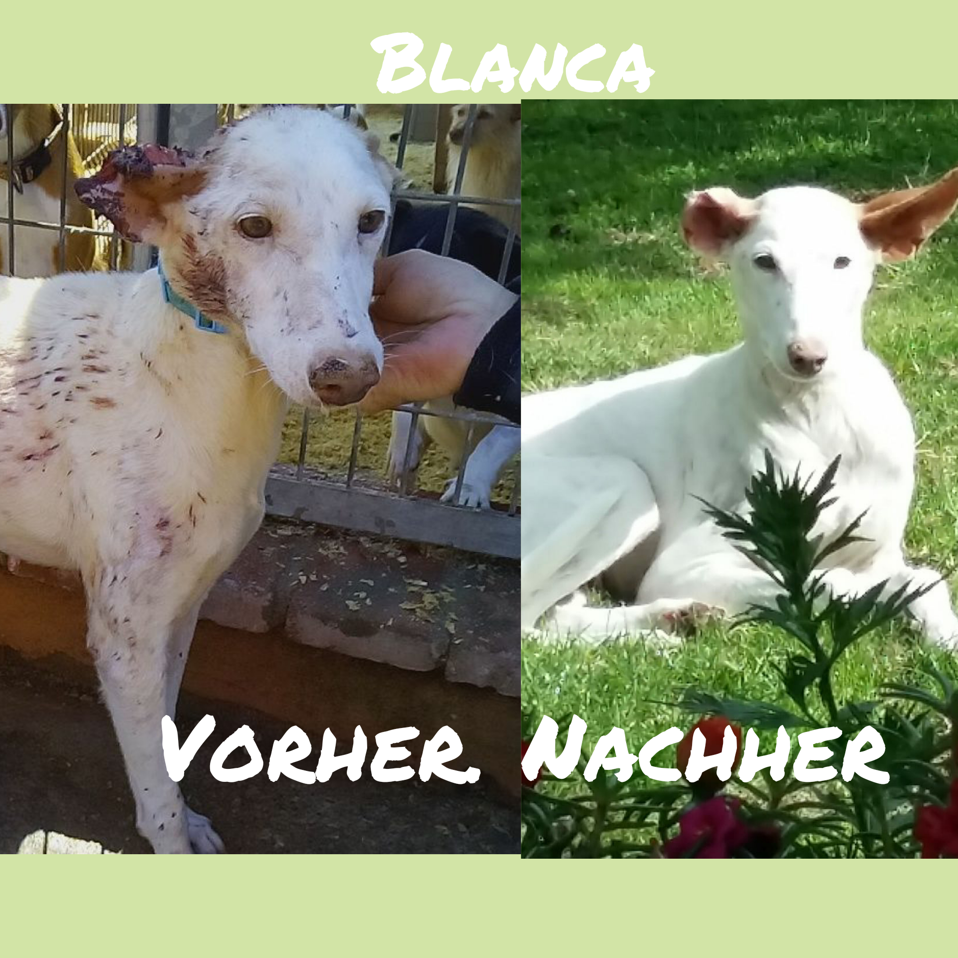 Blanca hatte einen unentdeckten Abzess im Ohr, als sie ins Tierheim kam. Sie wäre dort sicher gestorben, wenn wir sie nicht rausgeholt hätten. Nun ist sie in einem tollen Zuhause in Rheda-Wiedenbrück. 